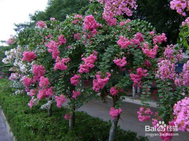 有哪些花树可以在庭院种植