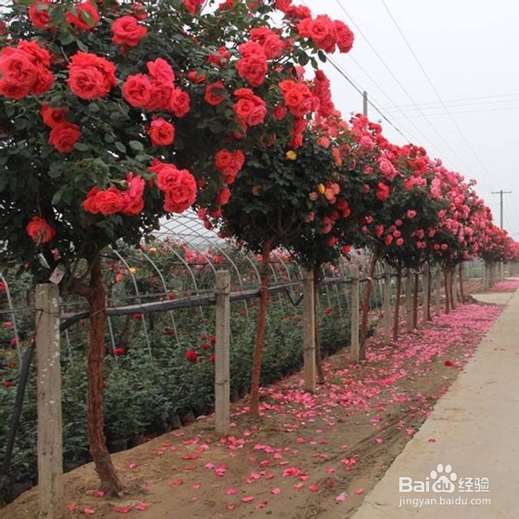有哪些花树可以在庭院种植