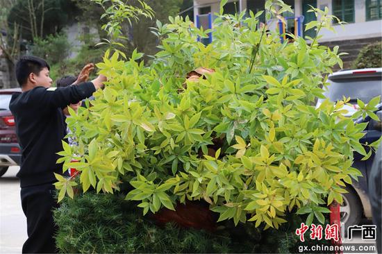 群众将领取的苗木装上车。覃美 摄